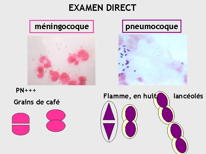 EXAMEN DIRECT méningocoque PN+++ Grains de café pneumocoque Flamme, en huit, lancéolés 