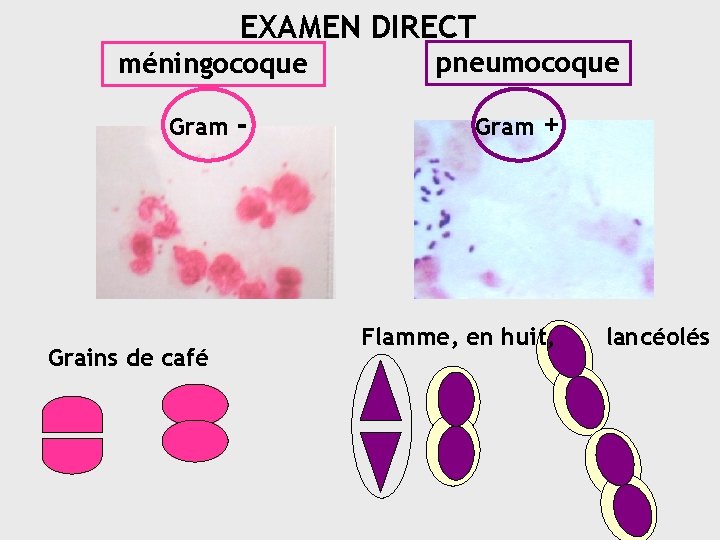 EXAMEN DIRECT méningocoque Gram Grains de café - pneumocoque Gram + Flamme, en huit,
