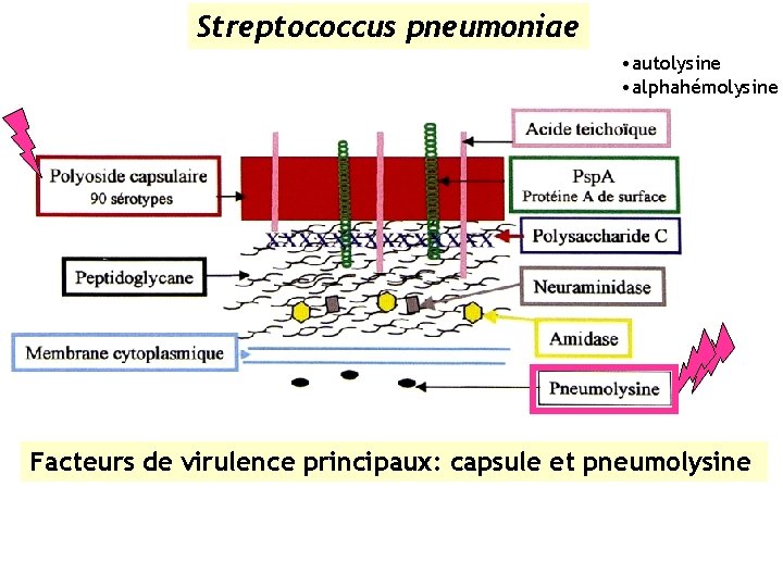 Streptococcus pneumoniae • autolysine • alphahémolysine Facteurs de virulence principaux: capsule et pneumolysine 