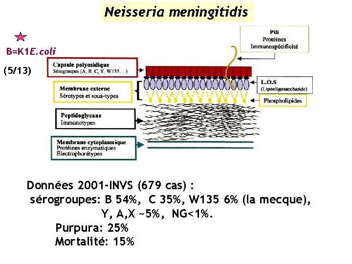 Neisseria meningitidis B=K 1 E. coli (5/13) Données 2001 -INVS (679 cas) : sérogroupes: