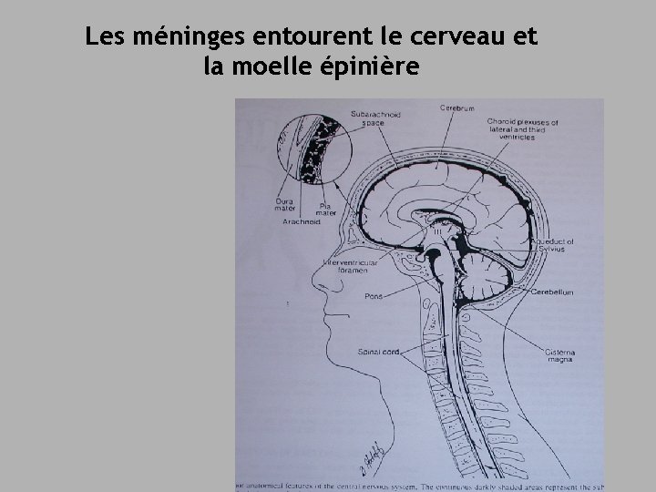 Les méninges entourent le cerveau et la moelle épinière 