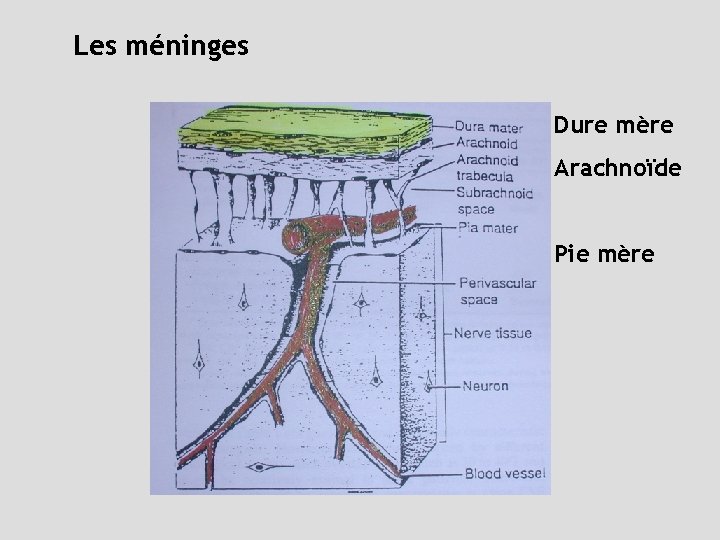 Les méninges Dure mère Arachnoïde Pie mère 