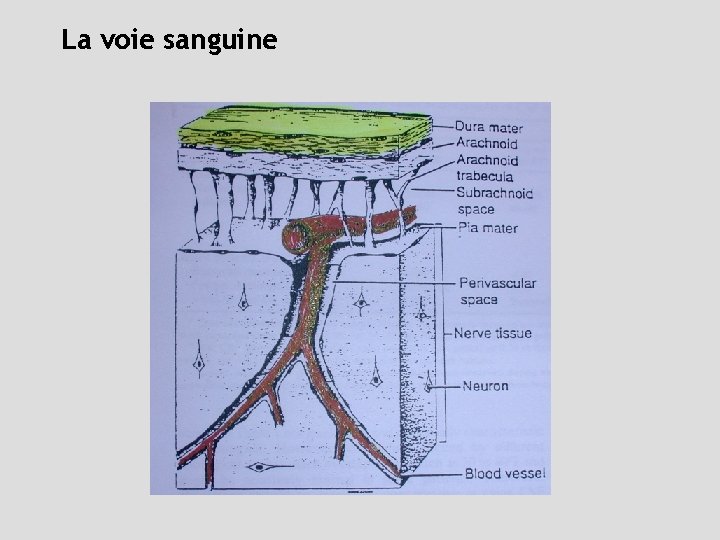 La voie sanguine 