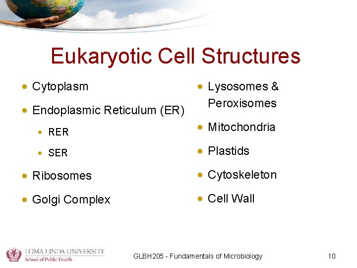 Eukaryotic Cell Structures • Cytoplasm • Endoplasmic Reticulum (ER) • Lysosomes & Peroxisomes •