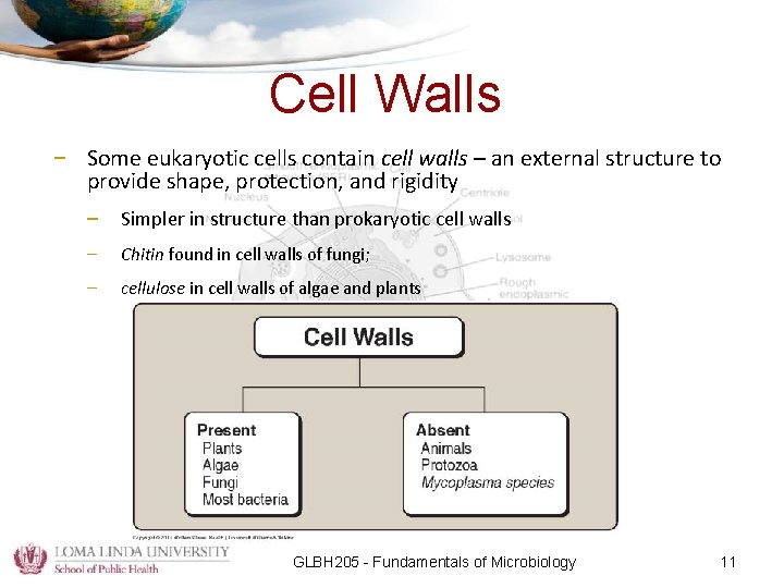 Cell Walls – Some eukaryotic cells contain cell walls – an external structure to