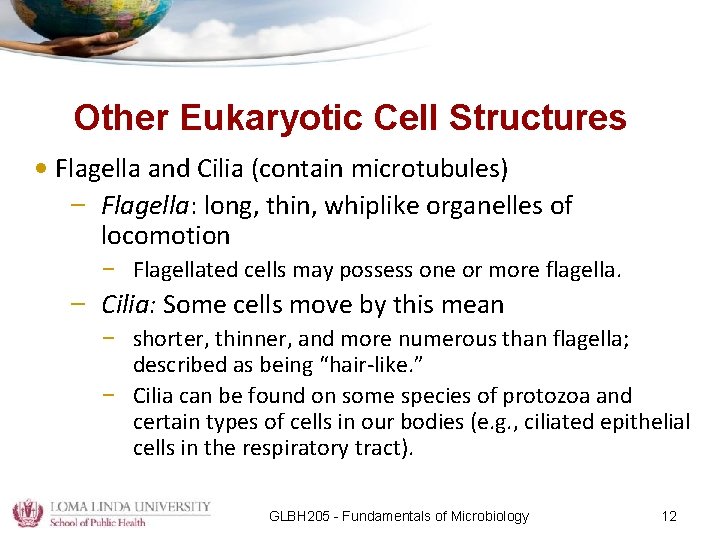 Other Eukaryotic Cell Structures • Flagella and Cilia (contain microtubules) – Flagella: long, thin,