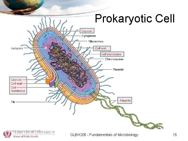 Prokaryotic Cell GLBH 205 - Fundamentals of Microbiology 15 