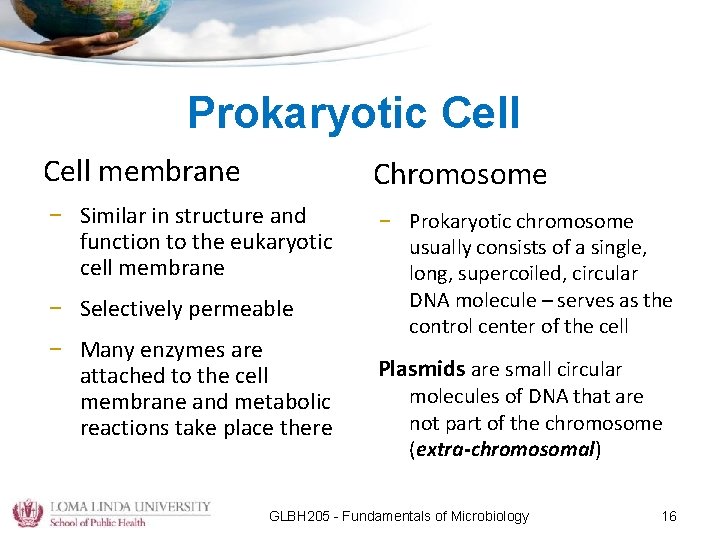 Prokaryotic Cell membrane Chromosome – Similar in structure and function to the eukaryotic cell