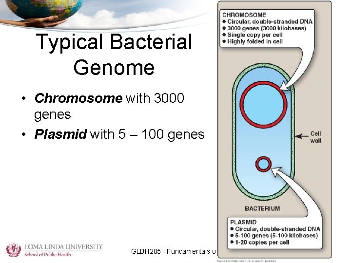 Typical Bacterial Genome • Chromosome with 3000 genes • Plasmid with 5 – 100