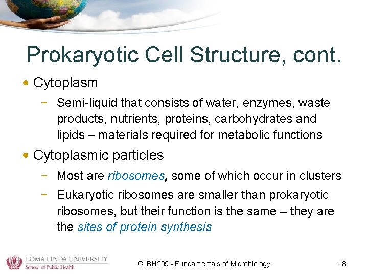 Prokaryotic Cell Structure, cont. • Cytoplasm – Semi-liquid that consists of water, enzymes, waste