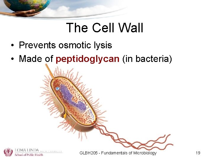 The Cell Wall • Prevents osmotic lysis • Made of peptidoglycan (in bacteria) GLBH