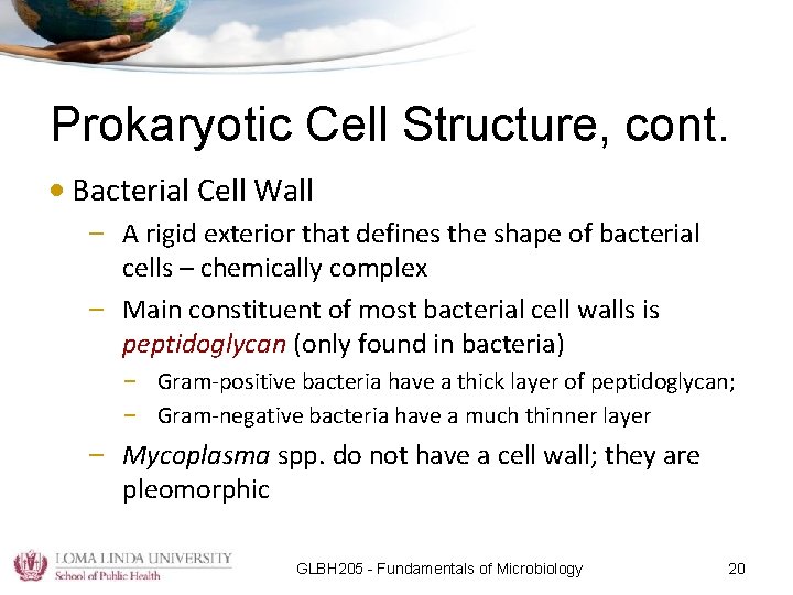 Prokaryotic Cell Structure, cont. • Bacterial Cell Wall – A rigid exterior that defines