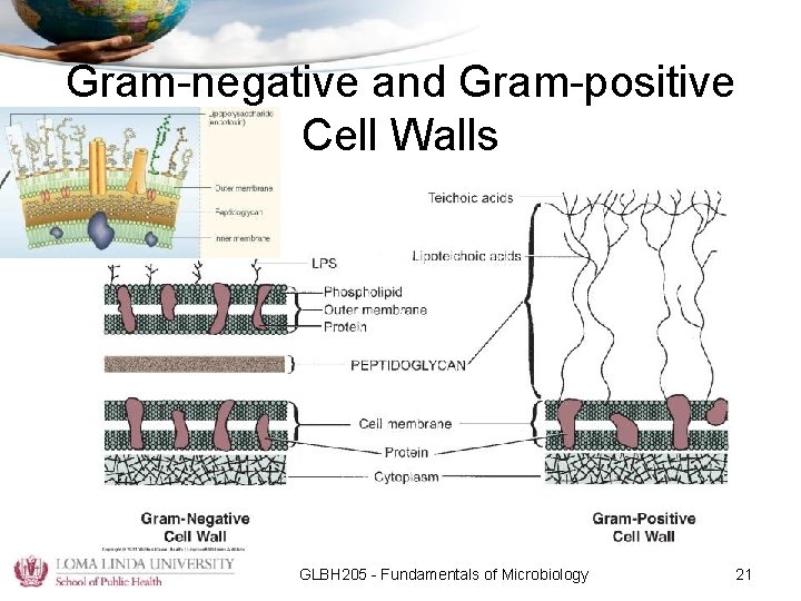 Gram-negative and Gram-positive Cell Walls GLBH 205 - Fundamentals of Microbiology 21 