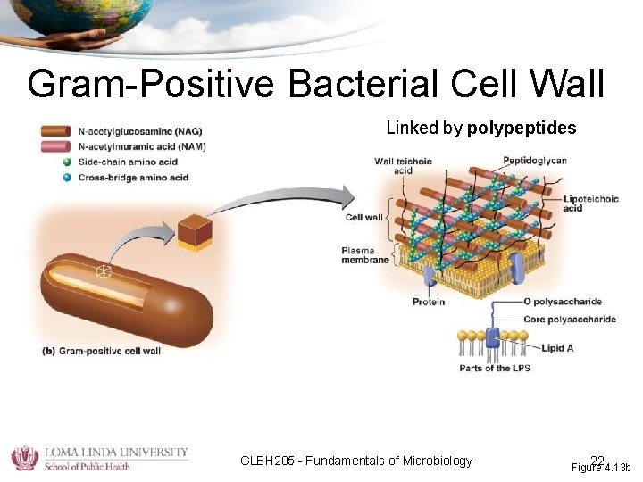 Gram-Positive Bacterial Cell Wall Linked by polypeptides GLBH 205 - Fundamentals of Microbiology 22
