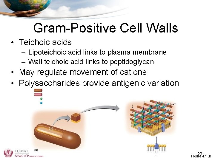 Gram-Positive Cell Walls • Teichoic acids – Lipoteichoic acid links to plasma membrane –