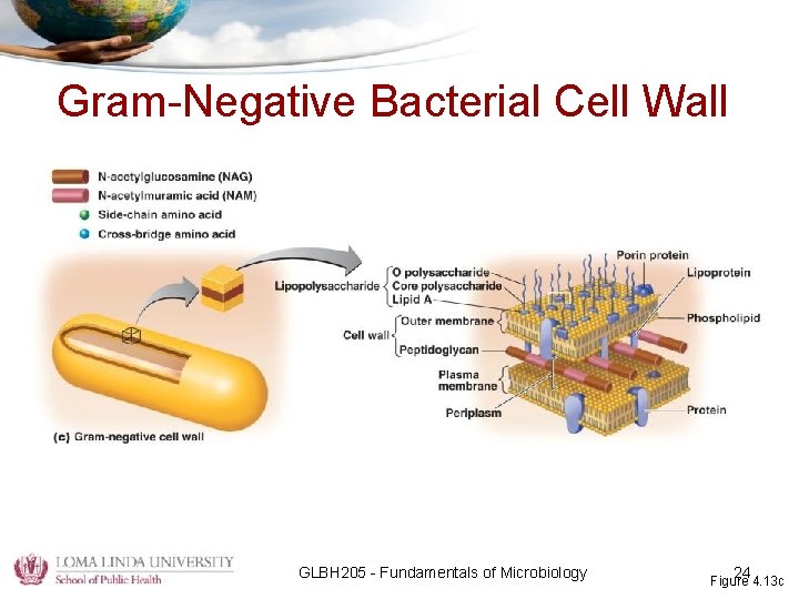 Gram-Negative Bacterial Cell Wall GLBH 205 - Fundamentals of Microbiology 24 Figure 4. 13