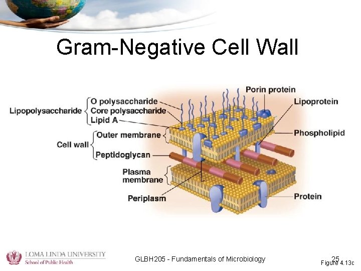 Gram-Negative Cell Wall GLBH 205 - Fundamentals of Microbiology 25 Figure 4. 13 c
