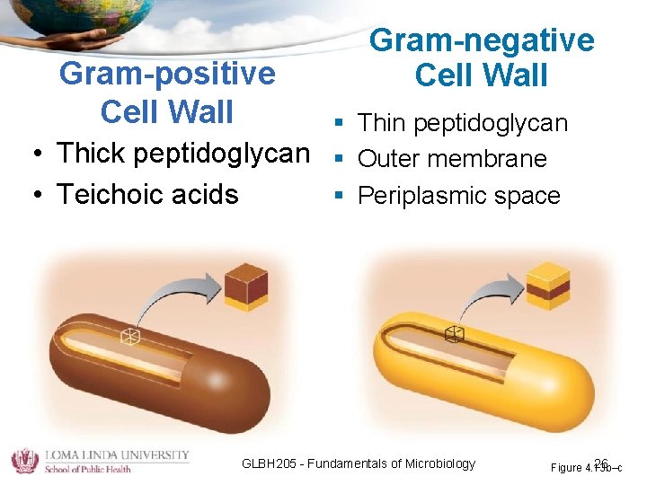 Gram-positive Cell Wall Gram-negative Cell Wall § Thin peptidoglycan • Thick peptidoglycan § Outer