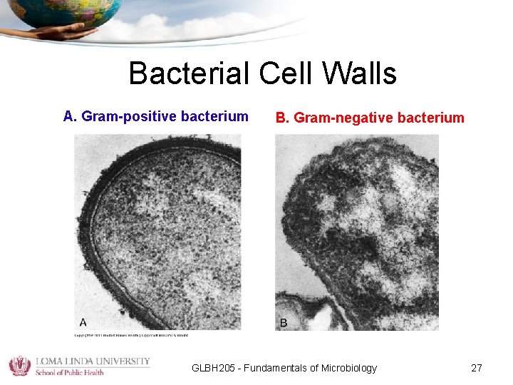 Bacterial Cell Walls A. Gram-positive bacterium B. Gram-negative bacterium GLBH 205 - Fundamentals of