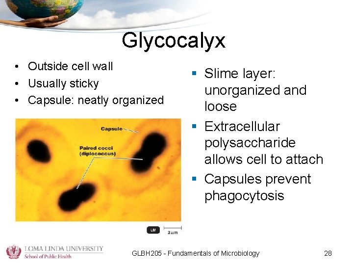 Glycocalyx • Outside cell wall • Usually sticky • Capsule: neatly organized § Slime