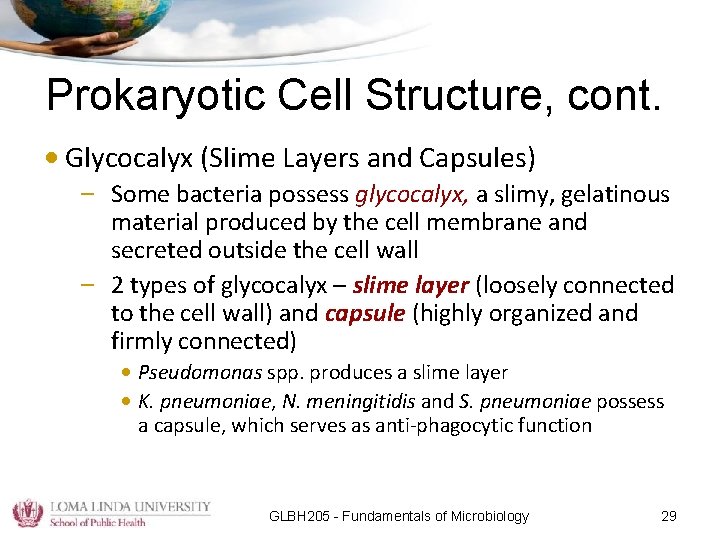 Prokaryotic Cell Structure, cont. • Glycocalyx (Slime Layers and Capsules) – Some bacteria possess