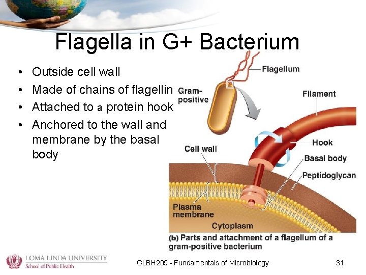 Flagella in G+ Bacterium • • Outside cell wall Made of chains of flagellin