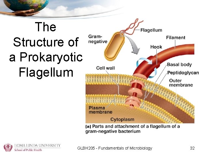 The Structure of a Prokaryotic Flagellum GLBH 205 - Fundamentals of Microbiology 32 