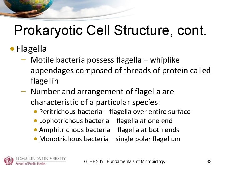 Prokaryotic Cell Structure, cont. • Flagella – Motile bacteria possess flagella – whiplike appendages