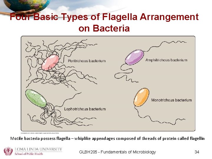 Four Basic Types of Flagella Arrangement on Bacteria Motile bacteria possess flagella – whiplike