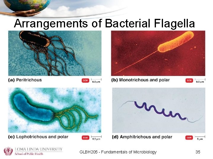 Arrangements of Bacterial Flagella GLBH 205 - Fundamentals of Microbiology 35 