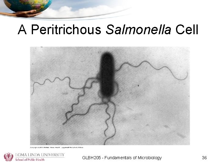 A Peritrichous Salmonella Cell GLBH 205 - Fundamentals of Microbiology 36 