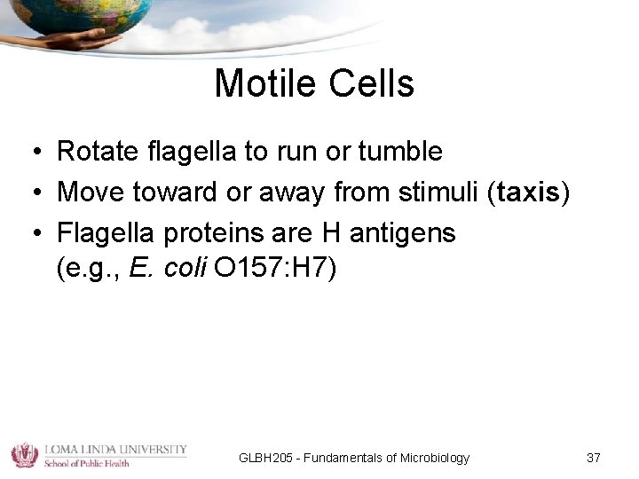 Motile Cells • Rotate flagella to run or tumble • Move toward or away