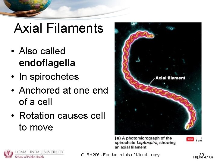 Axial Filaments • Also called endoflagella • In spirochetes • Anchored at one end