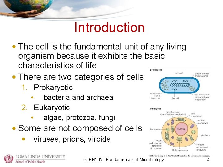 Introduction • The cell is the fundamental unit of any living organism because it