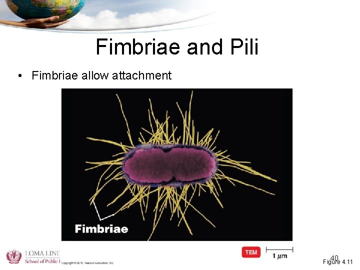 Fimbriae and Pili • Fimbriae allow attachment GLBH 205 - Fundamentals of Microbiology 40