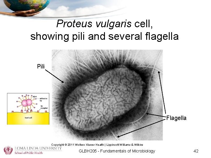 Proteus vulgaris cell, showing pili and several flagella Pili Flagella Copyright © 2011 Wolters