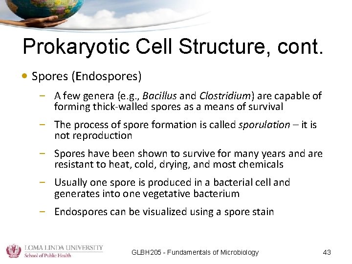 Prokaryotic Cell Structure, cont. • Spores (Endospores) – A few genera (e. g. ,