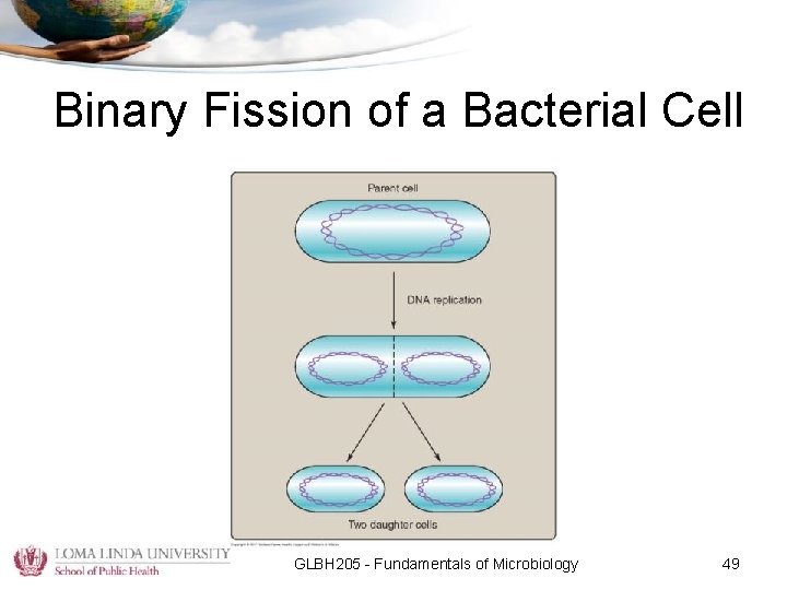 Binary Fission of a Bacterial Cell GLBH 205 - Fundamentals of Microbiology 49 