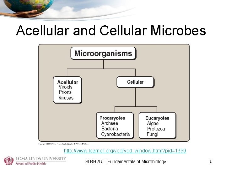Acellular and Cellular Microbes http: //www. learner. org/vod_window. html? pid=1369 GLBH 205 - Fundamentals