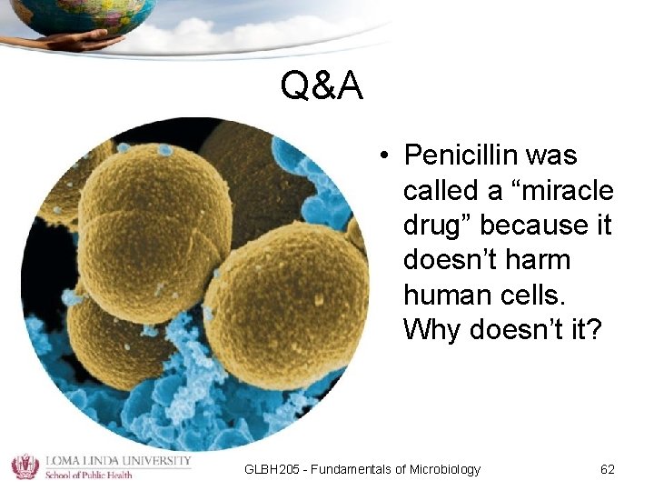 Q&A • Penicillin was called a “miracle drug” because it doesn’t harm human cells.