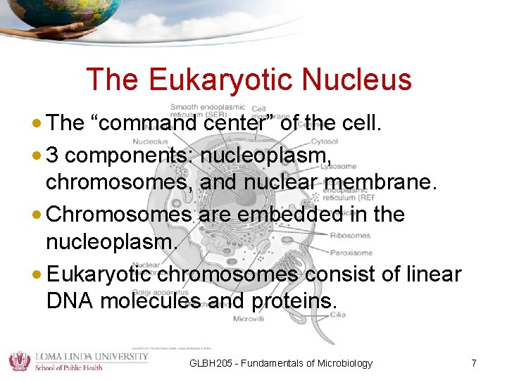 The Eukaryotic Nucleus • The “command center” of the cell. • 3 components: nucleoplasm,