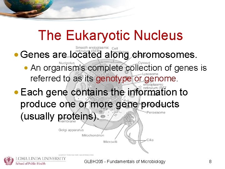 The Eukaryotic Nucleus • Genes are located along chromosomes. • An organism's complete collection