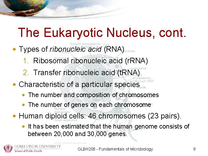 The Eukaryotic Nucleus, cont. • Types of ribonucleic acid (RNA) 1. Ribosomal ribonucleic acid