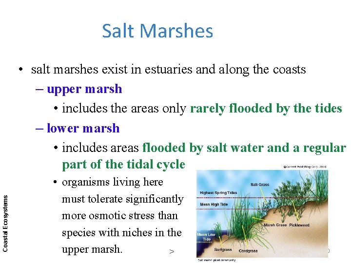 Salt Marshes Coastal Ecosystems • salt marshes exist in estuaries and along the coasts