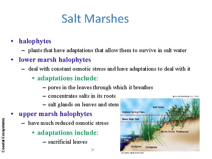 Salt Marshes • halophytes – plants that have adaptations that allow them to survive Salt Marshes • halophytes – plants that have adaptations that allow them to survive