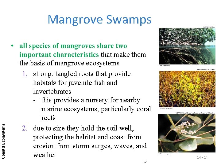 Coastal Ecosystems Mangrove Swamps • all species of mangroves share two important characteristics that