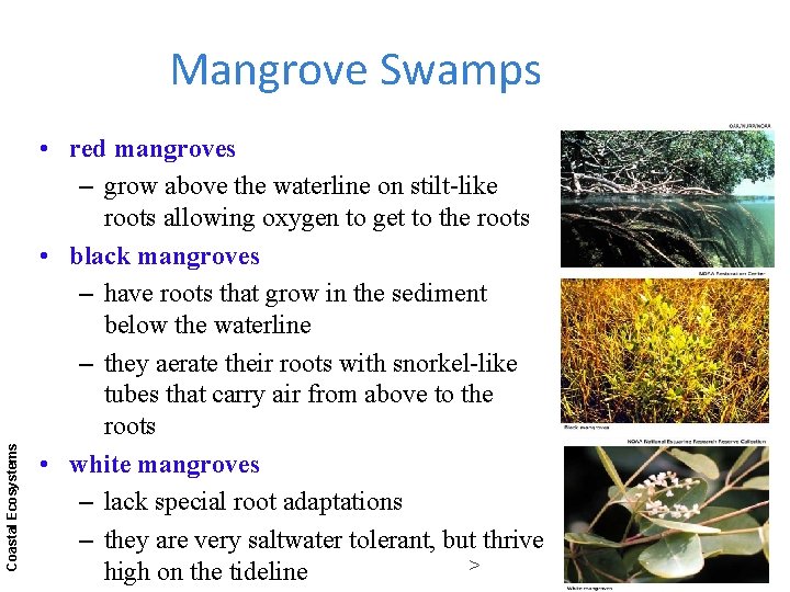 Coastal Ecosystems Mangrove Swamps • red mangroves – grow above the waterline on stilt-like