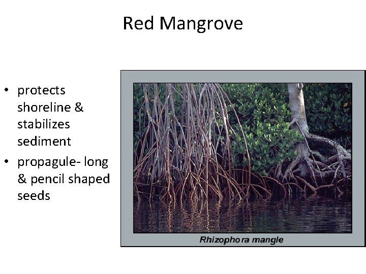Red Mangrove • protects shoreline & stabilizes sediment • propagule- long & pencil shaped Red Mangrove • protects shoreline & stabilizes sediment • propagule- long & pencil shaped