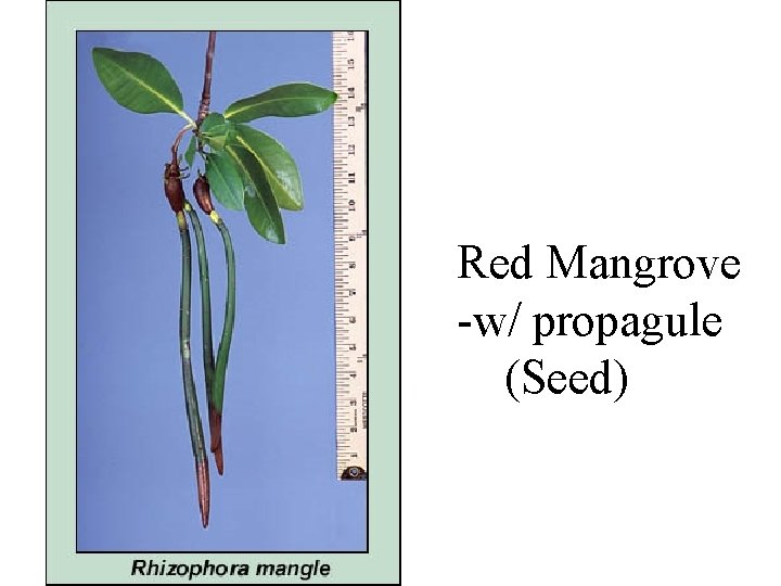 Red Mangrove -w/ propagule (Seed) Red Mangrove -w/ propagule (Seed)