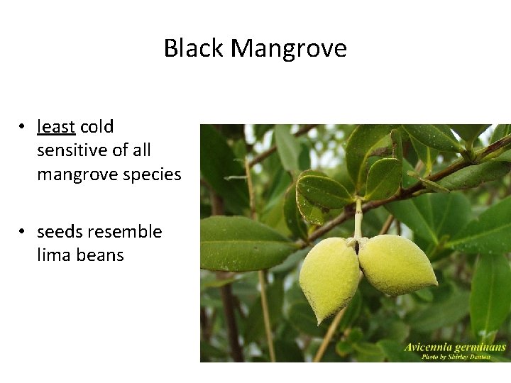 Black Mangrove • least cold sensitive of all mangrove species • seeds resemble lima Black Mangrove • least cold sensitive of all mangrove species • seeds resemble lima